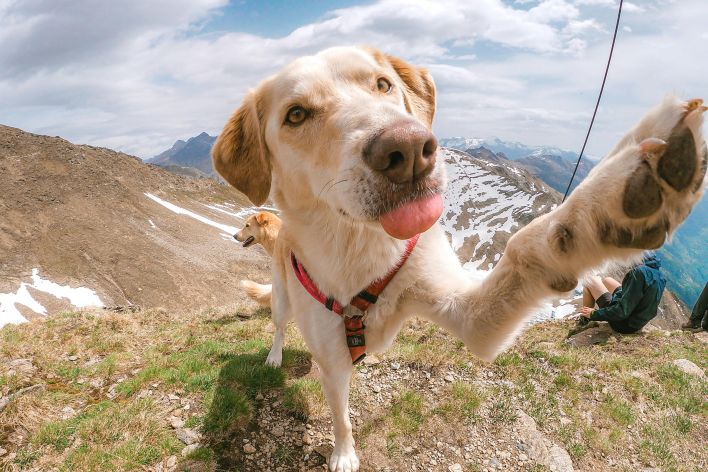 Cute dog poses with paw raised on a scenic mountain hike with snow-capped peaks.